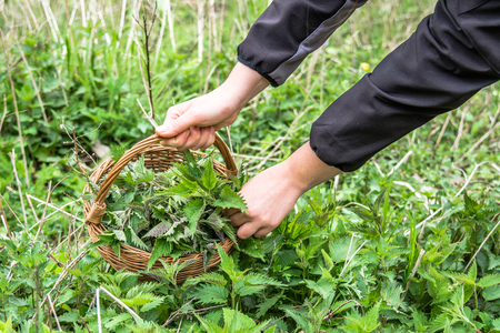 Farmer harvesting herbs - fresh green nettle leaves in to the basket. Medicinal plant harvest in spring.の写真素材