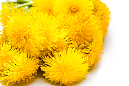 Bouquet of dandelion flowers on white backgroundの写真素材