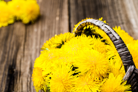 Fresh dandelion flowers, medicinal plant and herbs harvestの写真素材