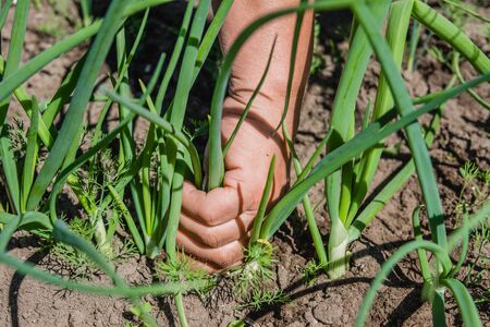 Farmer on field harvesting green onion, organic vegetable harvestの写真素材