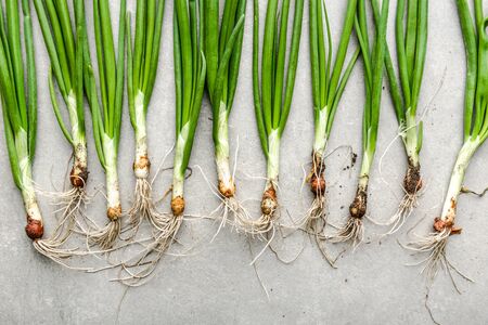 Fresh green onion, dirty vegetables, freshly harvested garden produce. Farm fresh onions with spring chives.の写真素材