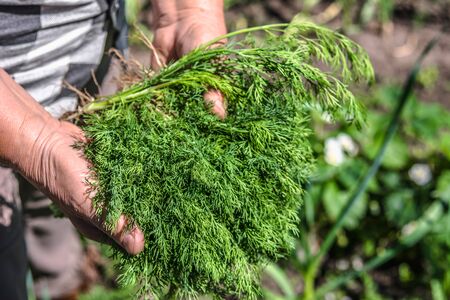 Farmer with freshly harvested dill in hands. Fresh farm vegetables, organic farming concept.