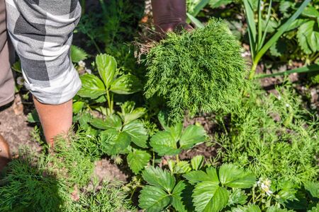 Fresh dill plants. Farmer picking vegetables, organic produce harvested from the garden, organic...