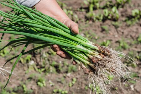Freshly harvested green onion. Farmer harvesting spring onion. Fresh farm vegetables, organic...