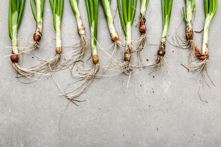Farm fresh vegetables. Organic, freshly harvested onions, spring green onion, top view.