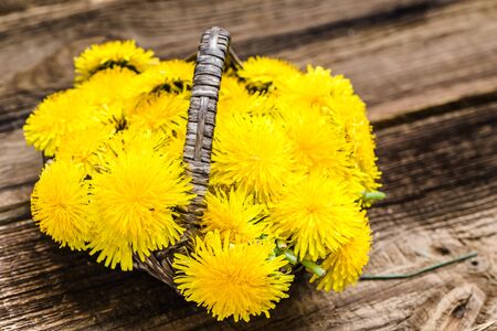 Fresh dandelion flowers, medicinal plant and herbs harvestの写真素材