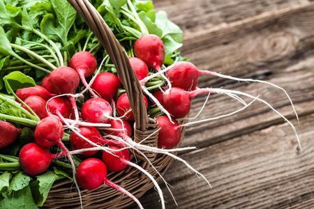 Farm fresh radishes. Organic, freshly harvested vegetables on farmer market. Red radish bunch.の写真素材