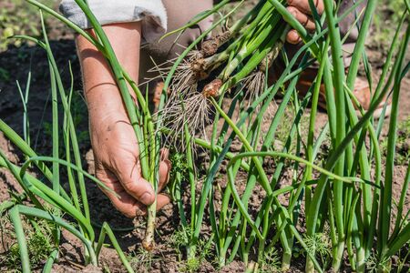Fresh green onion from the soil. Farmer picking vegetables, organic produce harvested in the garden, organic farming concept.の写真素材
