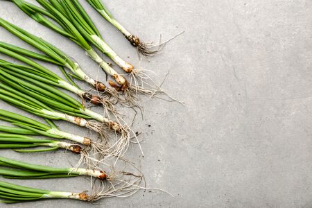 Bio organic vegetables. Freshly harvested spring green onion or fresh scallion.の写真素材