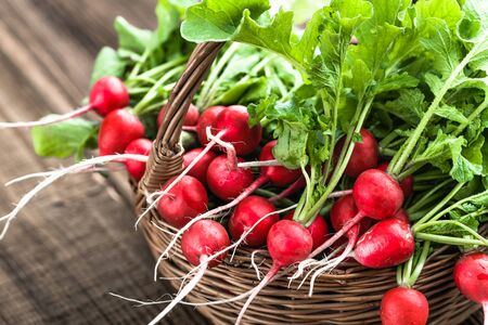 Farm fresh vegetables. Organic, freshly harvested radishes on farmer market. Red radish bunch.の写真素材