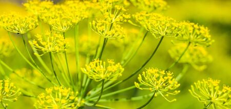 Fresh herb in the garden. Dill flower, macro