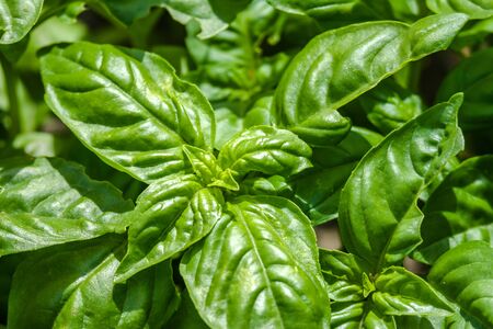 Fresh basil leaves. Background of basil plant with green leafs.の写真素材