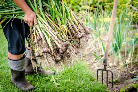 Autumn harvesting of fresh garlic in the garden. Farmer with freshly harvested vegetables, organic farming concept.の写真素材