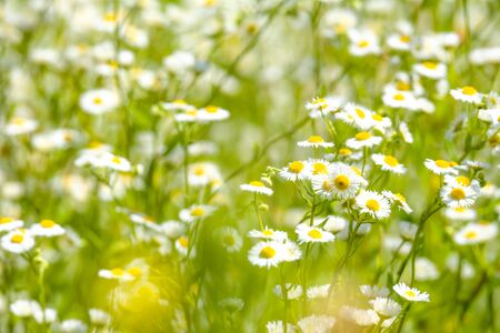 Eastern daisy, summer flowers, background blurred and selective focusの写真素材