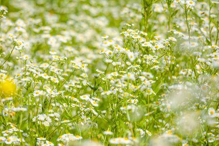 Eastern daisy flowers with blurred background and selective focusの写真素材
