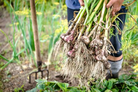Fresh farm garlic, freshly harvested organic vegetables in in the farmer garden. Vegetable harvest.
