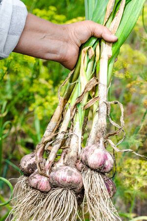 Fresh garlic from the soil. Farmer picking vegetables, organic produce harvested from the garden, organic farming concept.の写真素材