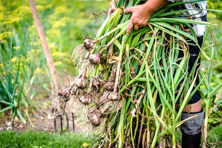 Fresh farm garlic, freshly harvested organic vegetables in in the farmer garden. Vegetable harvest.の写真素材