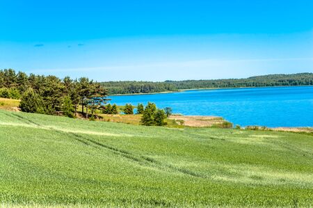 Field of grain. Countryside landscape with green farm fields over lake with blue waterの写真素材
