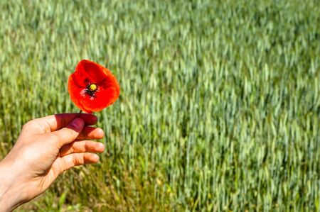 Hand holding red poppy flower on the cereal background in sunny dayの写真素材