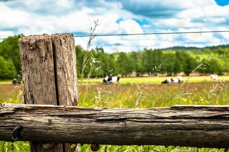 Cows grazing on a summer meadow. Forest on the background, sunny weather with clouds. Focus on the old, wooden fence.の写真素材