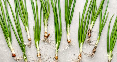Fresh green onion, freshly harvested vegetables, organic farm fresh produceの写真素材