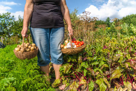 Farmer with vegetables in the basket. Freshly harvested produce in the garden - farm fresh...