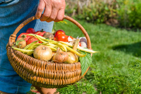 Farmer with vegetables in the basket. Freshly harvested produce in the garden - farm fresh vegetable, organic farming concept.の写真素材