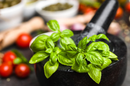 Green fresh basil leaves. Italian food ingredients.の写真素材