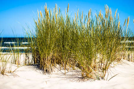 Landscape of sand dune and grass by the sea, blue sky, Leba, Baltic Sea, Poland, nature backgrounds.の写真素材