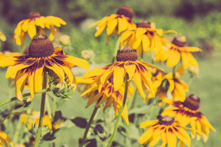 Vintage photo of rudbeckia flowers in the summer garden. Sepia effect. Summer flowers background with selective focus.の写真素材