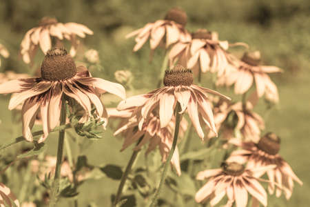 Vintage photo of rudbeckia flowers in the summer garden. Sepia effect. Summer flowers background with selective focus.の写真素材