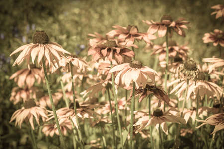Vintage photo of rudbeckia flowers in the summer garden. Sepia effect. Summer flowers background with selective focus.の写真素材