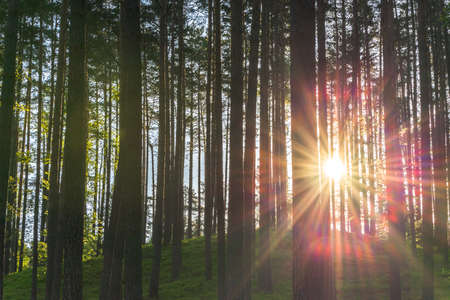 Landscape with sun and forest at sunrise. Sun rays shine through trees making colorful sunbeams.