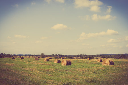 Beautiful rural landscape showing hay bales on meadow in summer at harvest. Farmland and agriculture in Poland.の写真素材