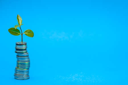 Plant on coins. Saving money concept. Growing money in stack. Financial growth, success, growing business, banking, finance and investment conceptの写真素材
