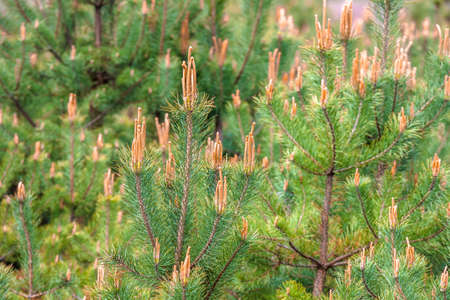 Fresh pine buds in spring.