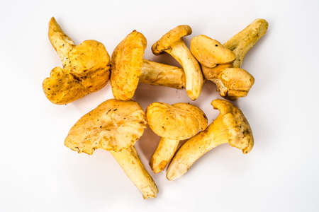Chanterelles mushrooms on a white background.の写真素材