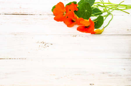 Flowers backgrounds with flowers of nasturtium arranged on white wood useful as greeting card, mothers day card or invitations cardの写真素材
