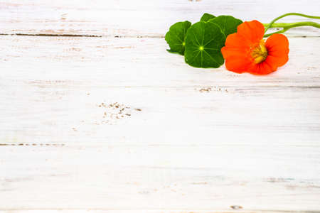 Wallpaper with flower of nasturtium isolated on white wood background useful as greeting card, wedding invitation, mothers day or invitations card.の写真素材