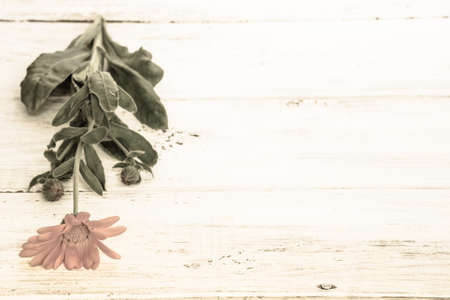 Flowers backgrounds vintage style with flower of calendula isolated on white wood useful as wallpaper, greeting card, mothers day card or invitations cardの写真素材