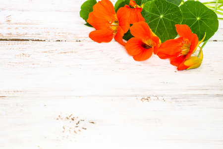 Nasturtium flowers backgrounds isolated on white wooden planks useful as greeting card or invitations cardの写真素材