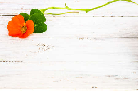 Flowers backgrounds with flower of nasturtium isolated on white wood background useful as greeting card, wedding invitation, mothers day or invitations card.の写真素材