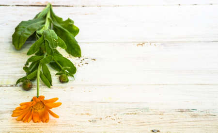 Background with flower of calendula, orange color isolated on white wood background useful as greeting card, wedding invitation, mothers day or invitations card.の写真素材