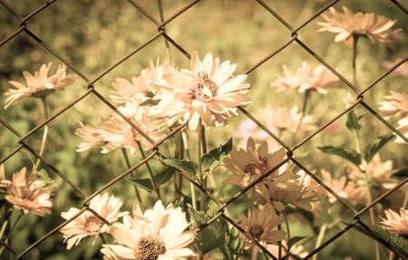 Yellow flowers background. Summer flowers in the summer garden.の写真素材