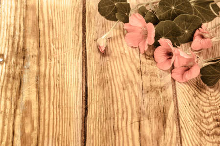 Vintage background with flowers of nasturtium isolated on brown wooden plank background useful as...