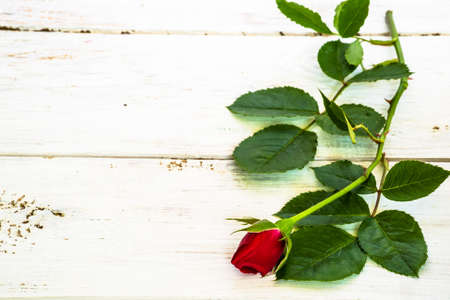 Flower of rose background. Red rose isolated on white wooden planks background useful as valentine's background, greeting card, wedding invitation.の写真素材