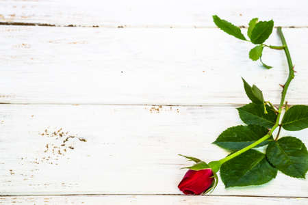 Background with flower of rose, red color isolated on white wooden planks background useful as valentine's background, greeting card, wedding invitation.の写真素材