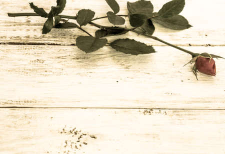 Background with flower of rose, stylized on vintage isolated on white wooden planks background useful as valentine's background, greeting card, wedding invitation.の写真素材