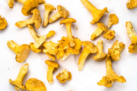 Chanterelles mushrooms on a white background.の写真素材
